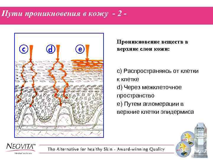 Пути проникновения в кожу - 2 Проникновение веществ в верхние слои кожи: c) Распространяясь