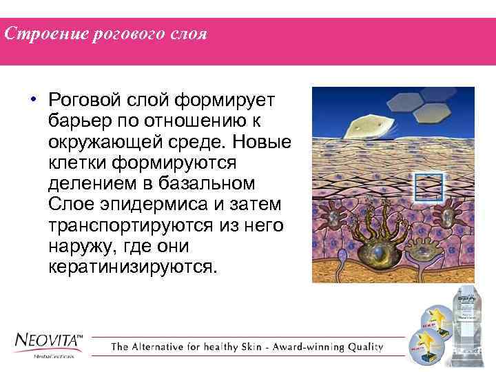 Строение рогового слоя • Роговой слой формирует барьер по отношению к окружающей среде. Новые