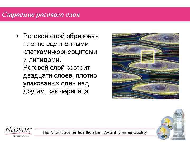 Строение рогового слоя • Роговой слой образован плотно сцепленными клетками-корнеоцитами и липидами. Роговой слой