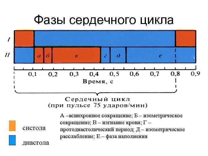 Фазы сердечного цикла систола диастола А –асинхронное сокращение; Б – изометрическое сокращение; В –