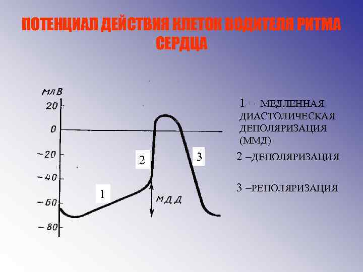ПОТЕНЦИАЛ ДЕЙСТВИЯ КЛЕТОК ВОДИТЕЛЯ РИТМА СЕРДЦА 1 – МЕДЛЕННАЯ ДИАСТОЛИЧЕСКАЯ ДЕПОЛЯРИЗАЦИЯ (ММД) 2 1