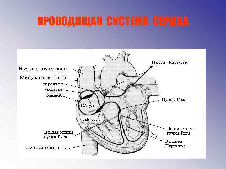 Общий план строения системы кровообращения функции сердца и сосудов