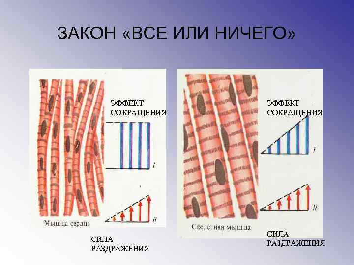ЗАКОН «ВСЕ ИЛИ НИЧЕГО» ЭФФЕКТ СОКРАЩЕНИЯ СИЛА РАЗДРАЖЕНИЯ 