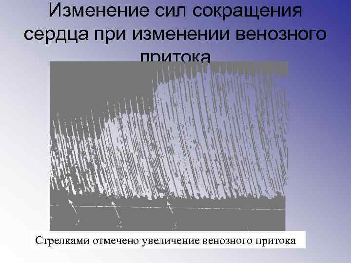 Изменение сил сокращения сердца при изменении венозного притока Стрелками отмечено увеличение венозного притока 