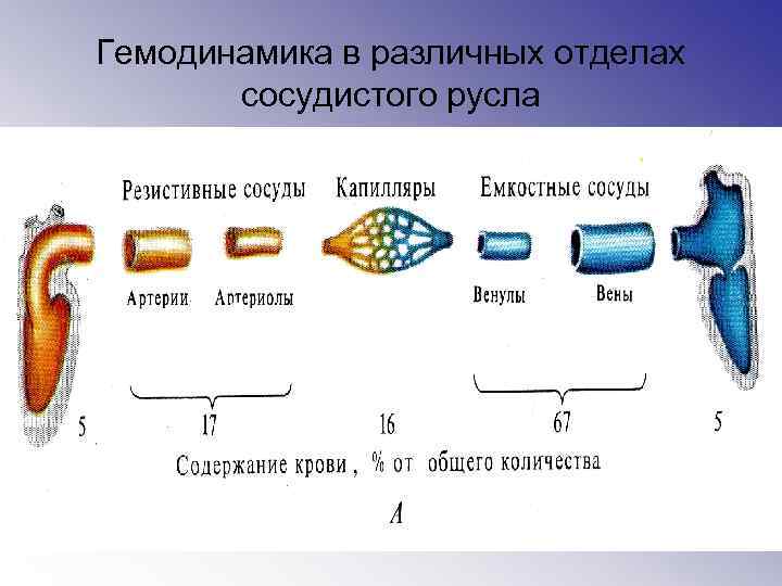 Гемодинамика в различных отделах сосудистого русла 