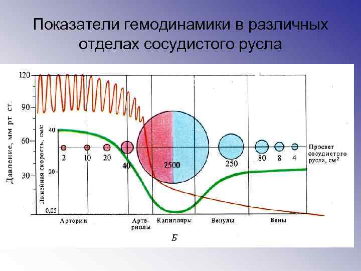 Показатели гемодинамики в различных отделах сосудистого русла 