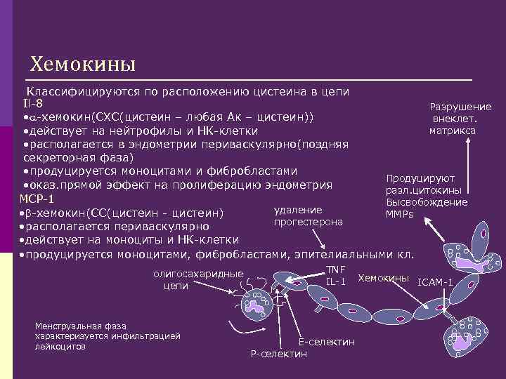 Хемокины Классифицируются по расположению цистеина в цепи Il-8 Разрушение • -хемокин(СХС(цистеин – любая Ак