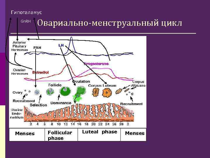 Гипоталамус Gn. RH Menses М Овариально-менструальный цикл Follicular М phase Luteal phase М Menses