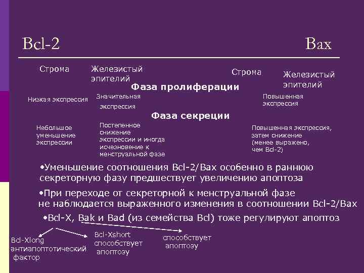 Bcl-2 Строма Bax Железистый эпителий Строма Фаза пролиферации Низкая экспрессия Значительная экспрессия Небольшое уменьшение