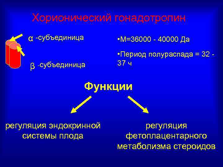 Хорионический гонадотропин α -субъединица • М=36000 - 40000 Да β -субъединица • Период полураспада