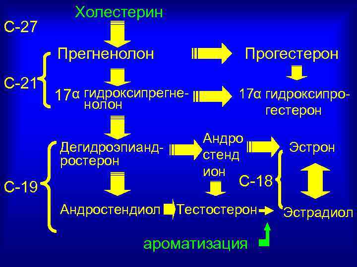 С-27 Холестерин Прегненолон С-21 Прогестерон 17α гидроксипрегненолон Дегидроэпиандростерон 17α гидроксипрогестерон Андро стенд ион Эстрон