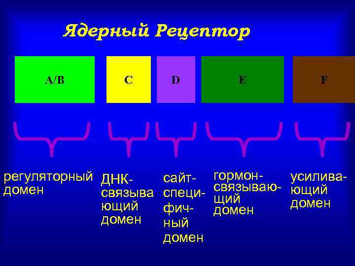 Ядерный Рецептор А/В С регуляторный ДНКдомен связыва ющий домен D сайтспецифичный домен Е F