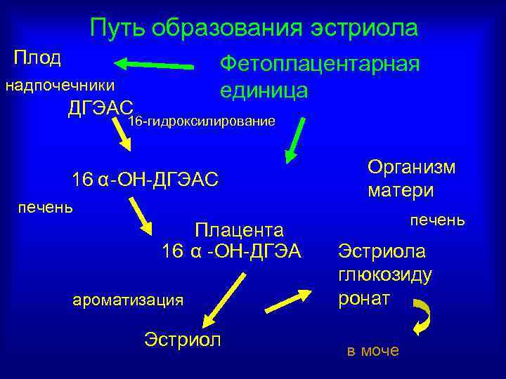 Путь образования эстриола Плод Фетоплацентарная единица надпочечники ДГЭАС 16 -гидроксилирование 16 α -ОН-ДГЭАС печень