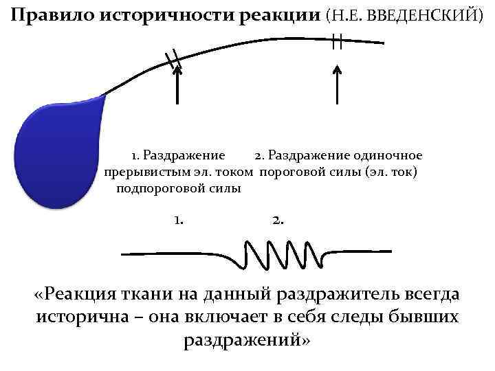 Правило историчности реакции (Н. Е. ВВЕДЕНСКИЙ) 1. Раздражение 2. Раздражение одиночное прерывистым эл. током