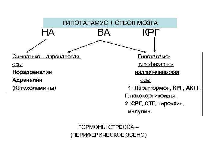 ГИПОТАЛАМУС + СТВОЛ МОЗГА НА ВА Симпатико – адреналовая ось: Норадреналин Адреналин (Катехоламины) КРГ