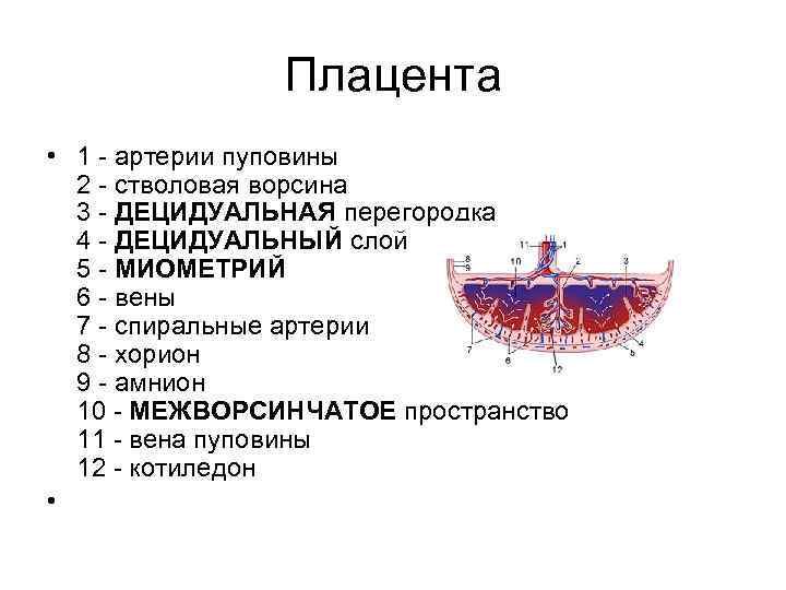 Плацента • 1 артерии пуповины 2 стволовая ворсина 3 ДЕЦИДУАЛЬНАЯ перегородка 4 ДЕЦИДУАЛЬНЫЙ слой