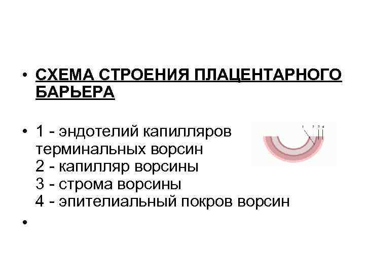  • СХЕМА СТРОЕНИЯ ПЛАЦЕНТАРНОГО БАРЬЕРА • 1 эндотелий капилляров терминальных ворсин 2 капилляр