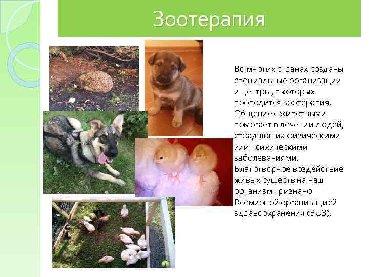 Зоотерапия Во многих странах созданы специальные организации и центры, в которых проводится зоотерапия. Общение