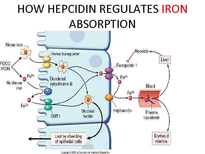 HOW HEPCIDIN REGULATES IRON ABSORPTION 
