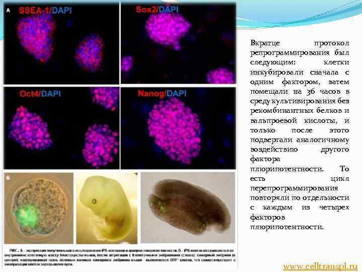 Вкратце протокол репрограммирования был следующим: клетки инкубировали сначала с одним фактором, затем помещали на