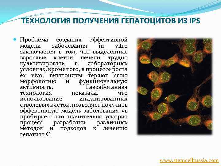 ТЕХНОЛОГИЯ ПОЛУЧЕНИЯ ГЕПАТОЦИТОВ ИЗ IPS Проблема создания эффективной модели заболевания in vitro заключается в