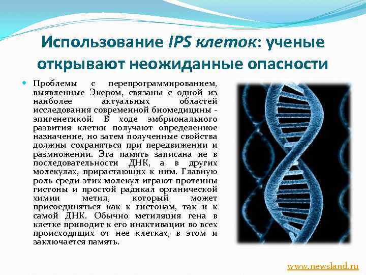 Использование IPS клеток: ученые открывают неожиданные опасности Проблемы с перепрограммированием, выявленные Экером, связаны с