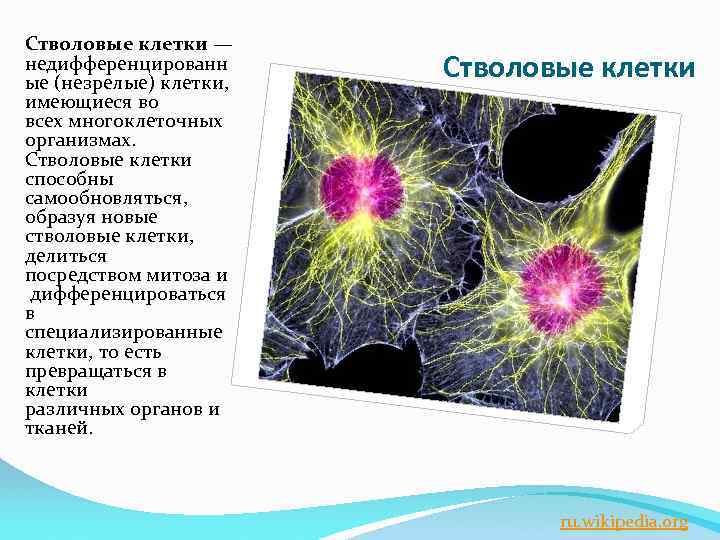 Стволовые клетки — недифференцированн ые (незрелые) клетки, имеющиеся во всех многоклеточных организмах. Стволовые клетки