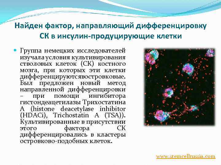 Найден фактор, направляющий дифференцировку СК в инсулин-продуцирующие клетки Группа немецких исследователей изучала условия культивирования