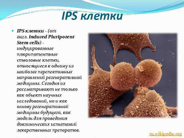 IPS клетки - (от англ. induced Pluripotent Stem cells) - индуцированные плюрипотентные стволовые клетки,