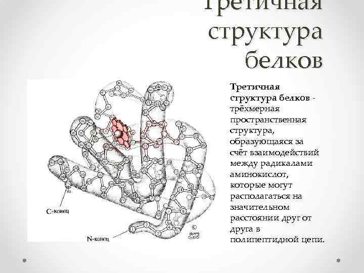 Отметь рисунок на котором представлена третичная структура белка