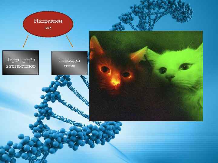 Направлен ие Перестройк а генотипов Пересадка генов 