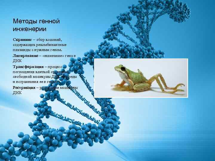 Методы генной инженерии Скрининг – обор колоний, содержащих рекомбинантные плазмиды с нужным геном. Лигирование