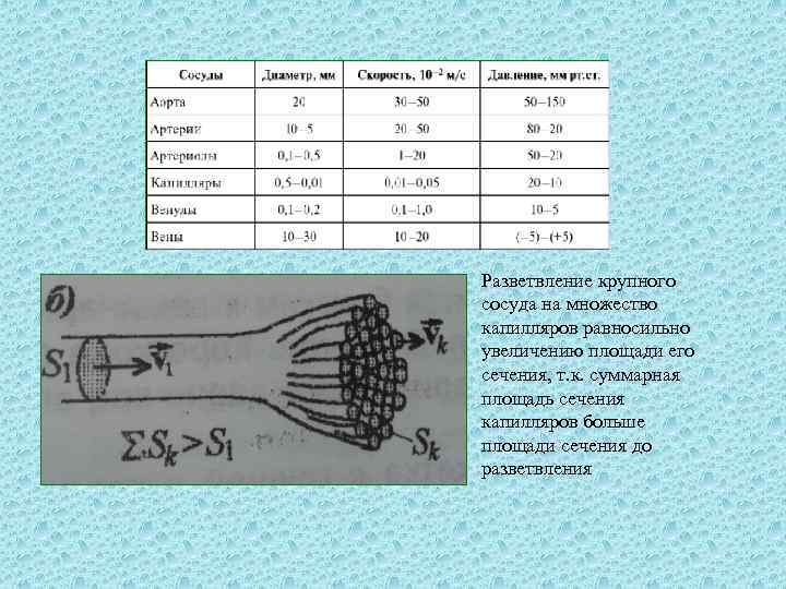 Разветвление крупного сосуда на множество капилляров равносильно увеличению площади его сечения, т. к. суммарная