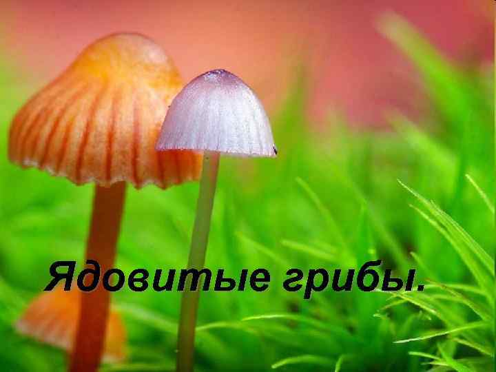 Ядовитые грибы. 