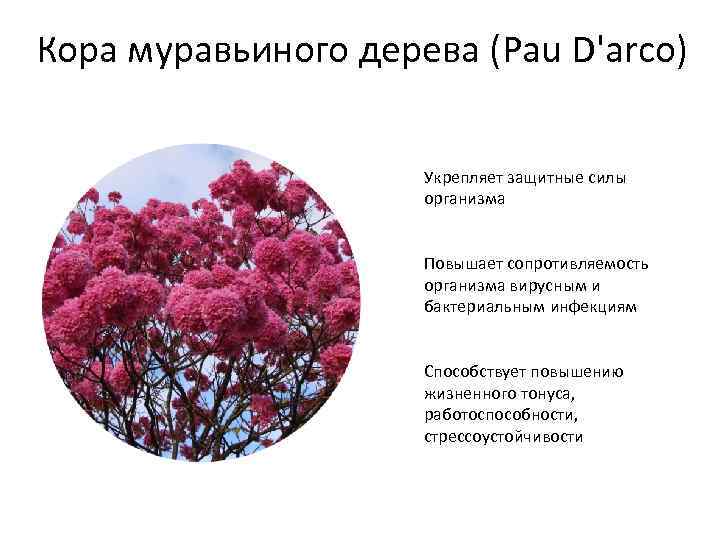 Кора муравьиного дерева (Pau D'arco) Укрепляет защитные силы организма Повышает сопротивляемость организма вирусным и