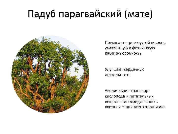 Падуб парагвайский (мате) Повышает стрессоустойчивость, умственную и физическую работоспособность Улучшает сердечную деятельность Увеличивает транспорт