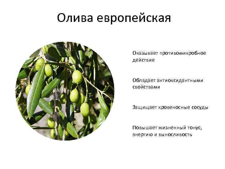 Олива европейская Оказывает противомикробное действие Обладает антиоксидантными свойствами Защищает кровеносные сосуды Повышает жизненный тонус,