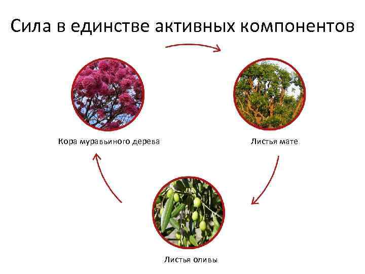 Сила в единстве активных компонентов Кора муравьиного дерева Листья мате Листья оливы 