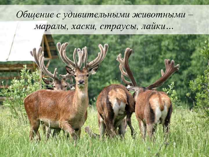 Общение с удивительными животными – маралы, хаски, страусы, лайки… 
