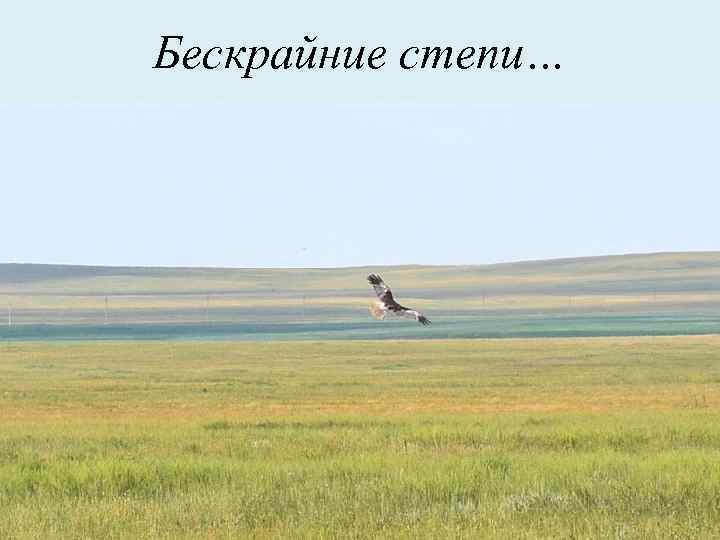 Бескрайние степи… 