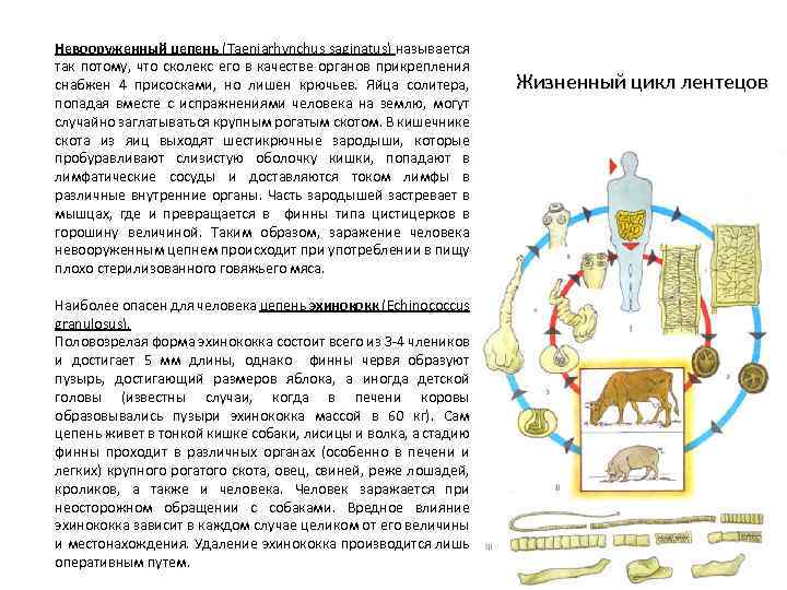 Невооруженный цепень (Taeniarhynchus saginatus) называется так потому, что сколекс его в качестве органов прикрепления