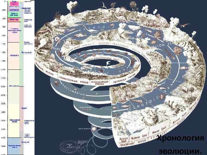 Хронология эволюции. 