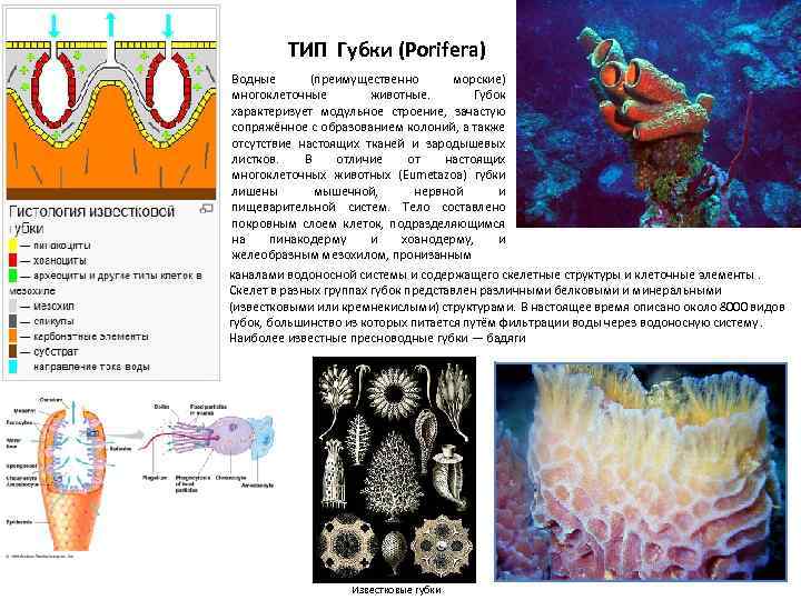 Рисунок тип губки