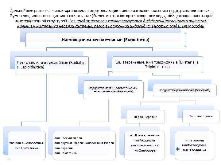 Дальнейшее развитие живых организмов в ходе эволюции привело к возникновению подцарства животных Эуметазои, или