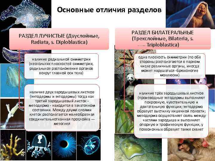 Основные отличия разделов РАЗДЕЛ ЛУЧИСТЫЕ (Двуслойные, Radiata, s. Diploblastica) наличие радиальной симметрии (нескольких плоскостей