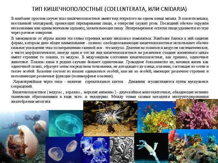 ТИП КИШЕЧНОПОЛОСТНЫЕ (COELENTERATA, ИЛИ СNIDARIА) В наиболее простом случае тело кишечнополостных имеет вид открытого