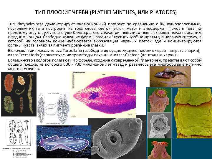 ТИП ПЛОСКИЕ ЧЕРВИ (PLATHELMINTHES, ИЛИ PLATODES) Тип Platyhelmintes демонстрируют эволюционный прогресс по сравнению с