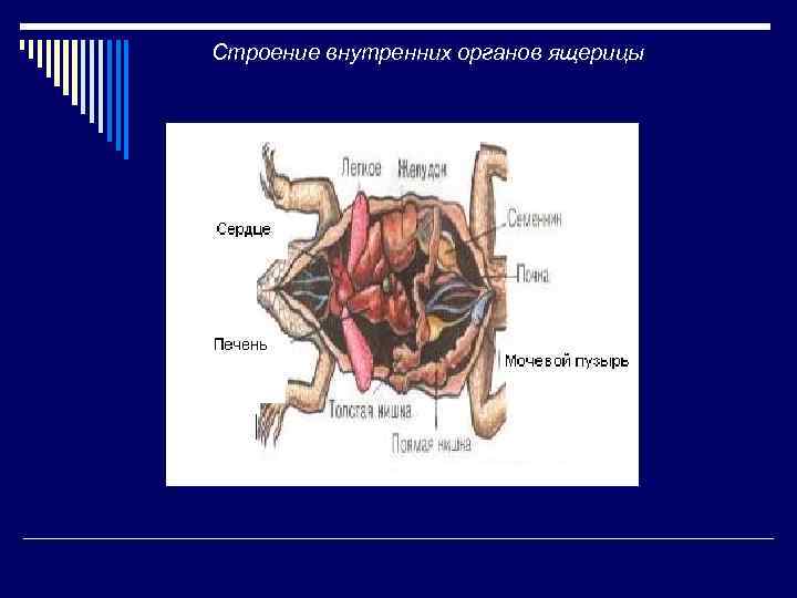 Какого внутреннее строение. Анатомия индюка внутренних органов. Внутренние органы Гусыни. Строение гуся внутренности. Строение индюков анатомия внутренних органов.