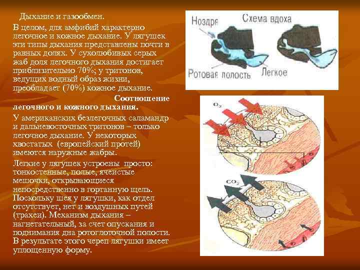 Дыхание и газообмен. В целом, для амфибий характерно легочное и кожное дыхание. У лягушек