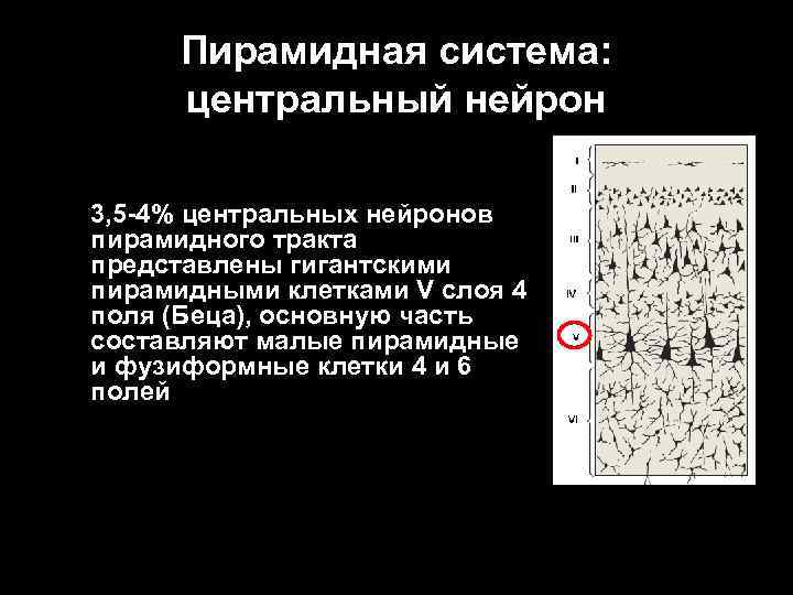 Пирамидная система: центральный нейрон 3, 5 -4% центральных нейронов пирамидного тракта представлены гигантскими пирамидными